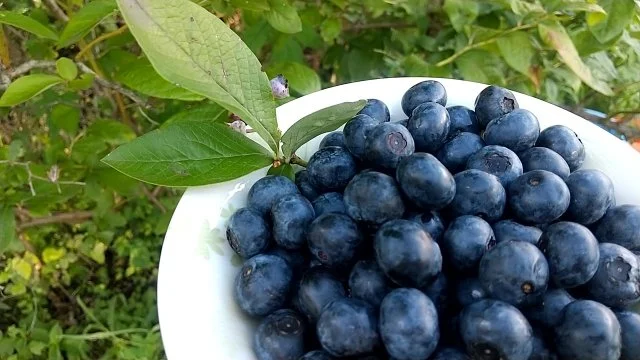 ブルーベリーは1本で実がなる？受粉の基本