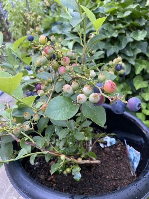ブルーベリーの鉢植え栽培のコツ
