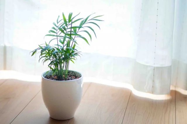 テーブルヤシの育て方と管理のコツ｜インテリアグリーンに最適