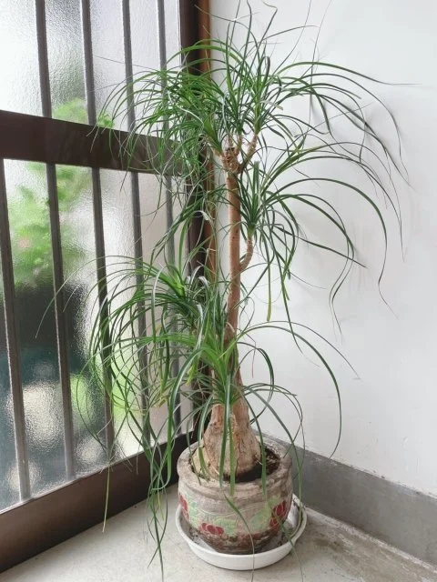 トックリランの育て方｜幹が膨らむユニークな観葉植物