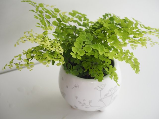 アジアンタムの育て方｜湿度管理がポイントの観葉植物