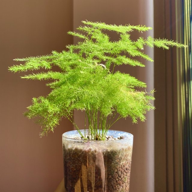 アスパラガスの育て方｜観葉植物として楽しむ方法
