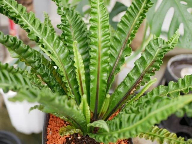 アスプレニウムの育て方｜波打つ葉が美しいシダ植物