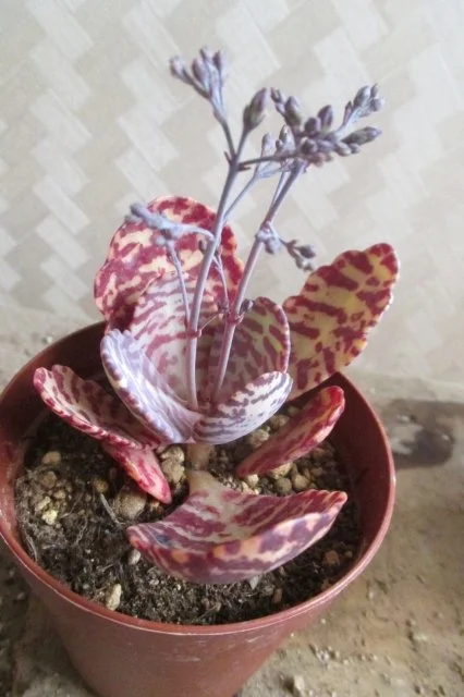 フミリスの育て方｜赤紫の縦縞が美しいカランコエ属多肉植物