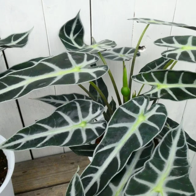 アロカシアの育て方｜高級感のある葉