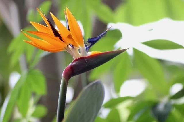 ストレリチア花