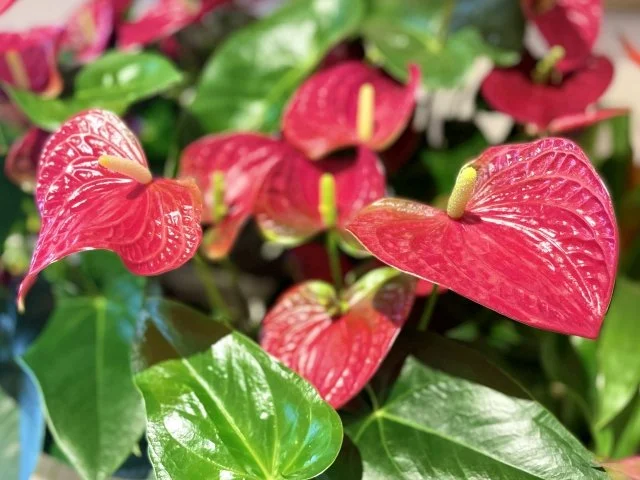 アンスリウムの育て方｜室内で楽しむ南国の花植物