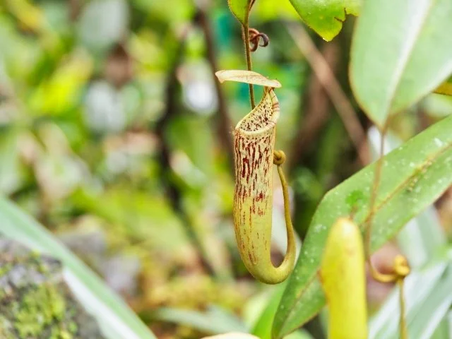 ウツボカズラの育て方｜袋ができる食虫植物の管理方法