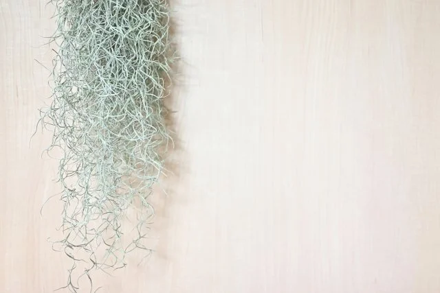 ウスネオイデスの育て方｜垂れ下がるエアプランツの管理方法