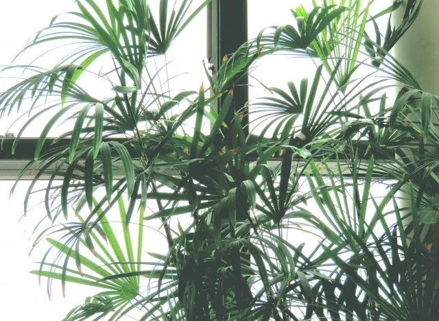 シュロチクの育て方｜和風にも合う上品な観葉植物