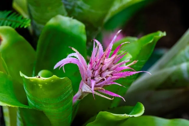 エクメアの育て方｜美しい花が楽しめる観葉植物