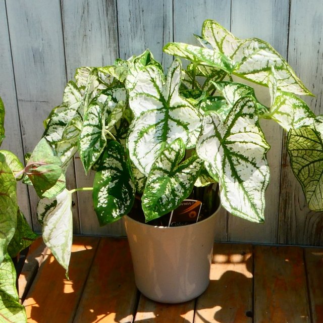 カラジウムの育て方｜カラフルな葉が魅力の観葉植物