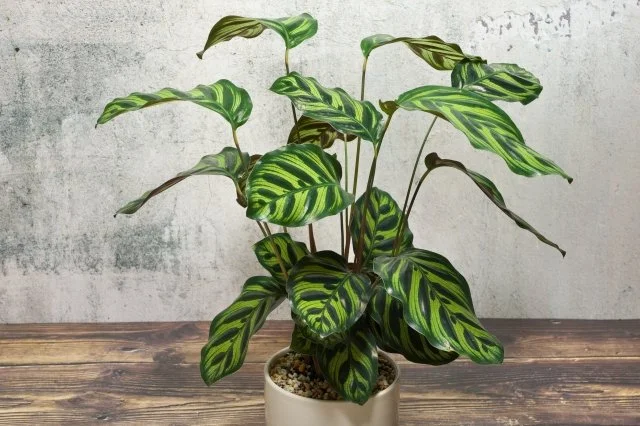 カラテアの育て方｜葉模様が美しい人気観葉植物