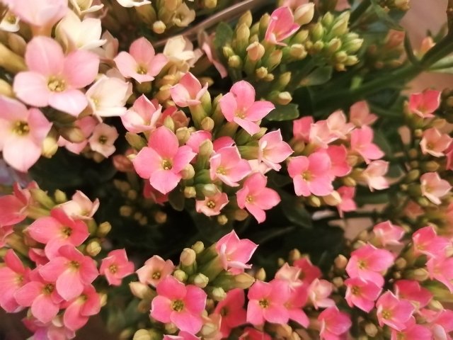 カランコエの育て方｜花が長く楽しめる多肉植物