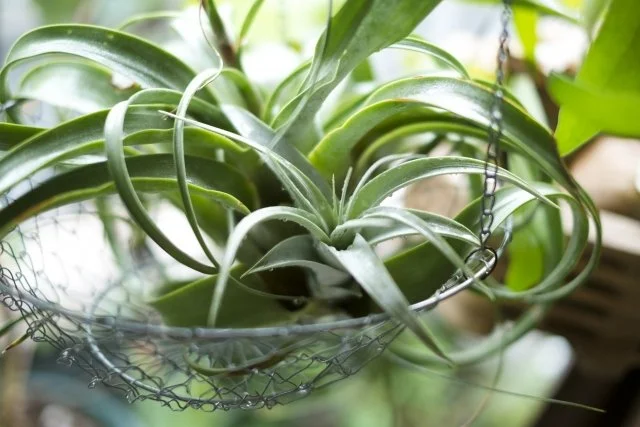 キセログラフィカの育て方｜エアプランツの王様を徹底解説