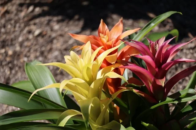 グズマニアの育て方｜長く楽しめる花付き観葉植物