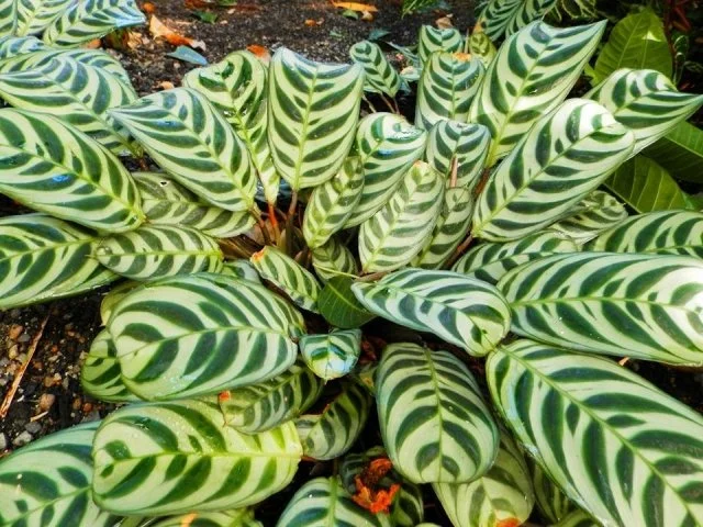 クテナンテの育て方｜葉模様が美しい観葉植物