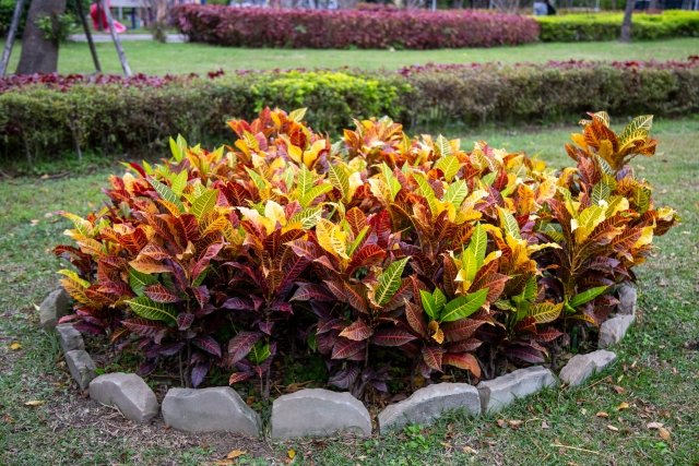 クロトンの育て方｜カラフルな葉が魅力の観葉植物