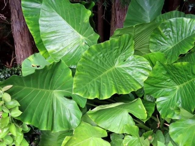 クワズイモの育て方｜大きな葉が魅力の観葉植物