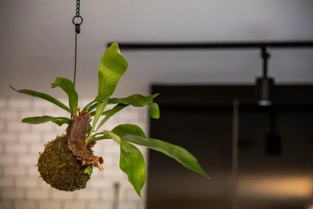 コウモリランの特徴と楽しみ方｜インテリアに映える植物