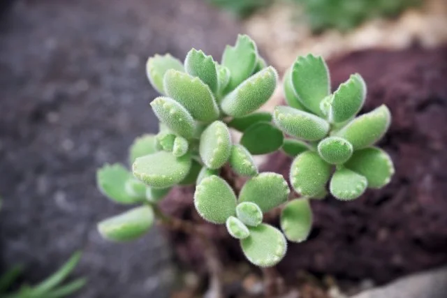 コチレドンの育て方｜ぷっくり葉が可愛い多肉植物