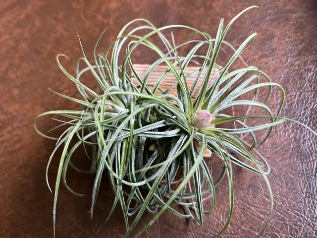 コットンキャンディの特徴と育て方｜初心者向けエアプランツガイド