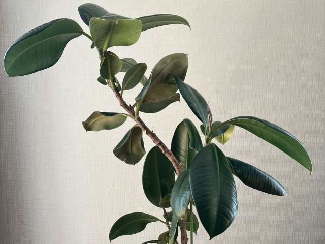 ゴムノキの特徴と管理方法｜人気のフィカス属観葉植物