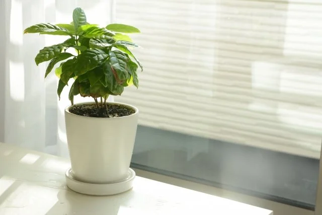 コーヒーノキとは？特徴と育て方を初心者向けに解説