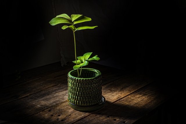 ザミアの育て方と管理のコツ｜インテリアに映える植物