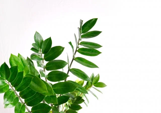 ザミオクルカスの育て方｜水やり頻度と枯れない管理方法を解説