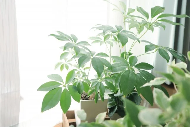 丈夫で育てやすい観葉植物シェフレラ（カポック）｜育て方完全ガイド