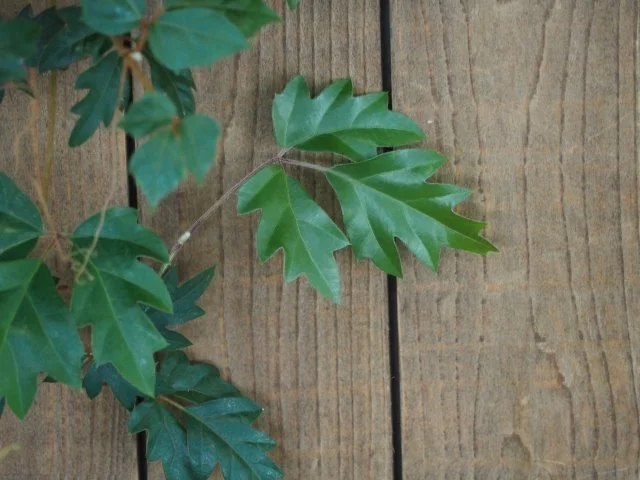 【グレープアイビー】シッサスの育て方と増やし方を徹底解説