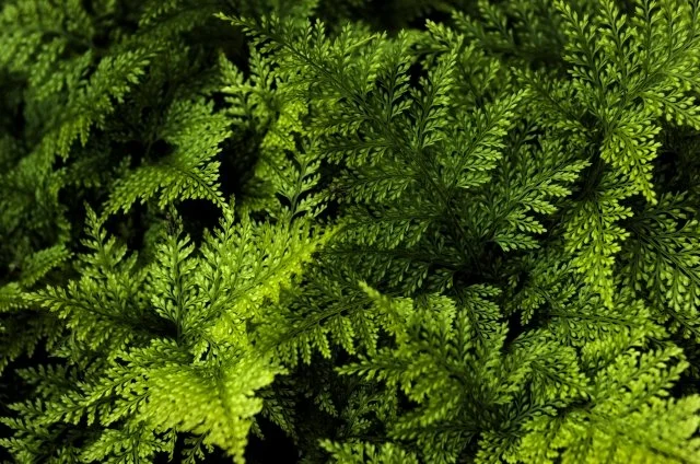  シノブシダの育て方｜苔玉で楽しむ管理方法と枯れないコツ