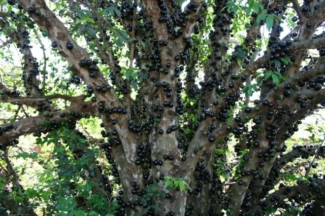 ジャボチカバの育て方｜幹に実がなる珍しい果樹の管理方法