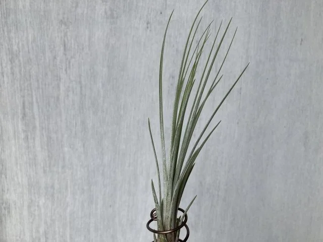 エアプランツ・ジュンセアの管理方法｜初心者でも失敗しないコツ