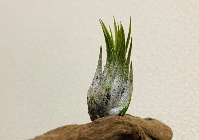 コルビィの育て方｜エアプランツの水やりと管理のコツ