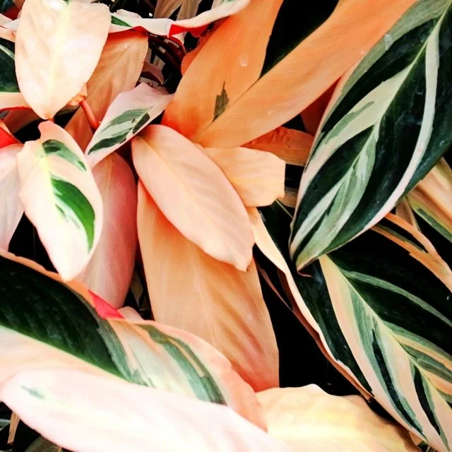 ストロマンテの育て方｜美しい葉色を保つ湿度管理のコツ