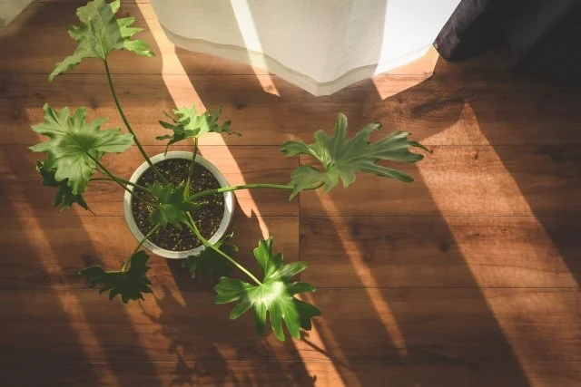 セロームの育て方｜大型観葉植物を美しく育てるコツ