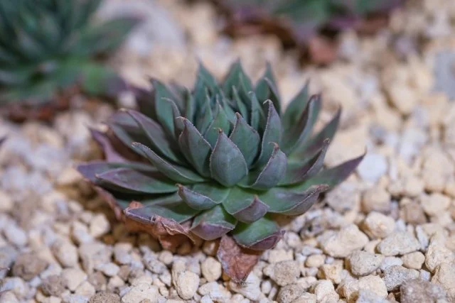 センペルビウムの育て方｜地植えでも育つ多肉植物の管理方法