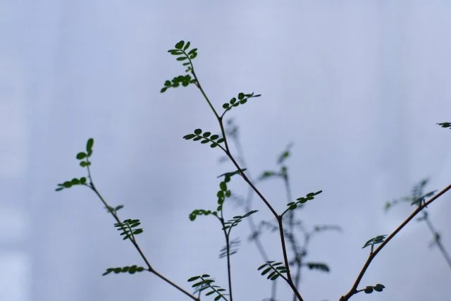 ソフォラの剪定と挿し木｜美しい樹形を作るポイント