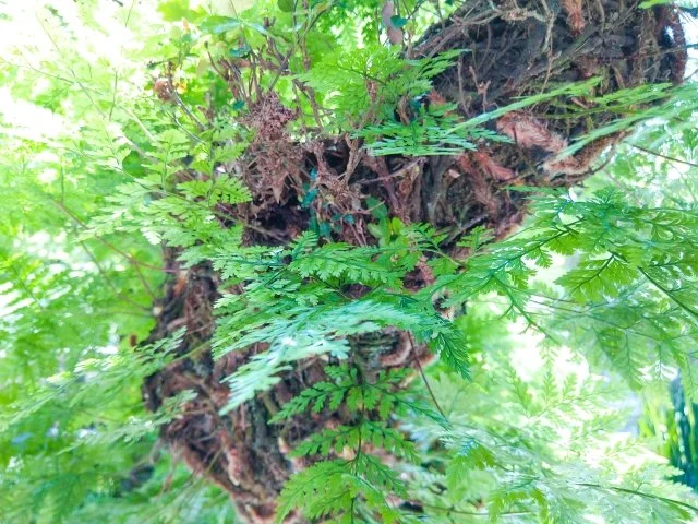 アオネカズラの育て方｜板付けや苔玉で楽しむ管理方法