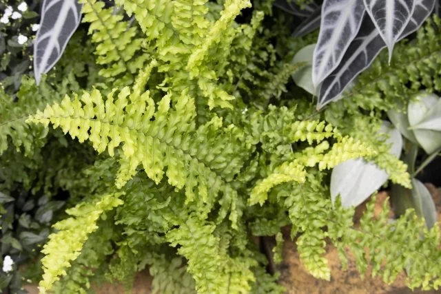 ツデータマシダの育て方完全ガイド｜初心者向け管理方法