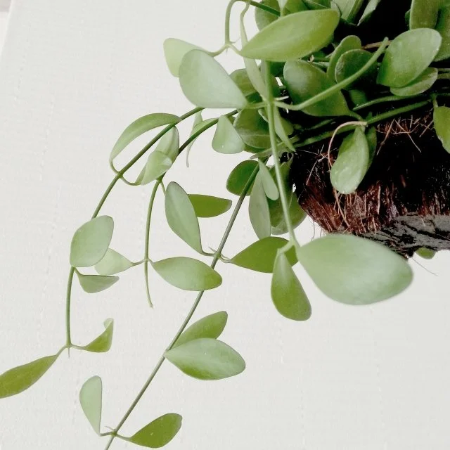 ディスキディアとは？特徴・育て方・増やし方を解説