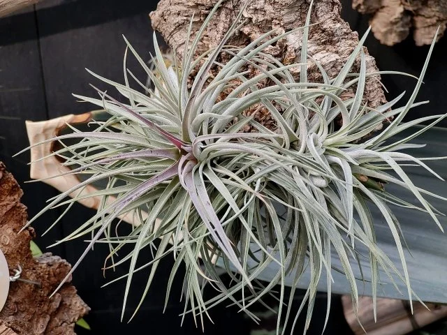 チランジアの育て方｜エアプランツを枯らさない管理方法