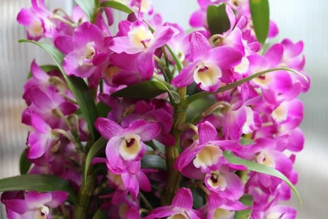 デンドロビウムの育て方｜毎年花を咲かせる管理方法