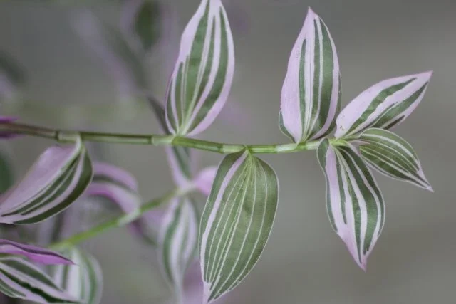 トラデスカンチアの育て方｜葉色を美しく保つコツ