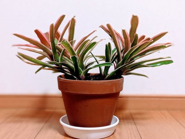 ネオレゲリアの育て方｜葉色を美しく保つ管理方法