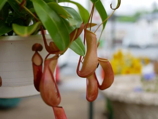 ネペンテスの育て方｜捕虫袋をつける管理のコツ