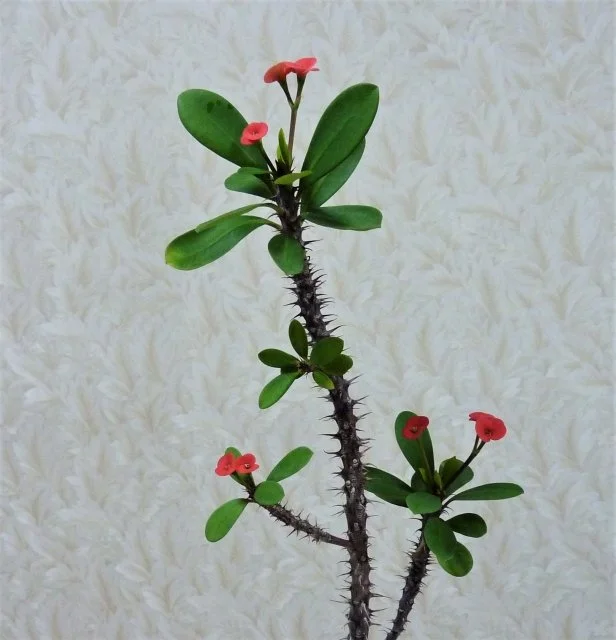 ハナキリンの育て方｜花を長く楽しむ管理方法