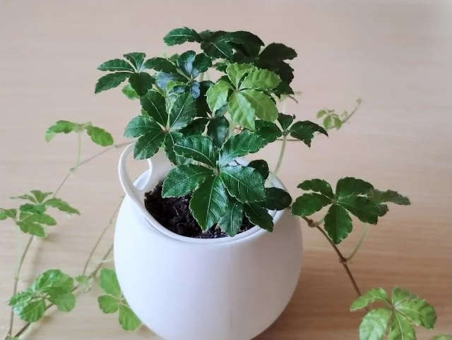 シュガーバインの育て方｜葉が落ちない管理のコツ